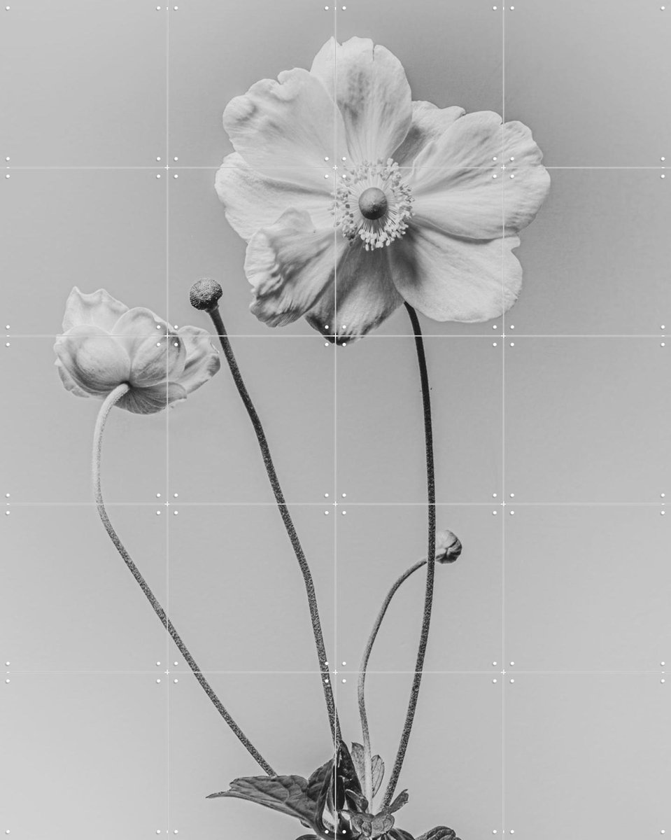 IXXI White Anamoon, Sander van Laar - 80 x 100 cm - Gratis ophangtool - Grote wanddecoratie en posters - Fotografie, Woonkamer, Slaapkamer, Natuur
