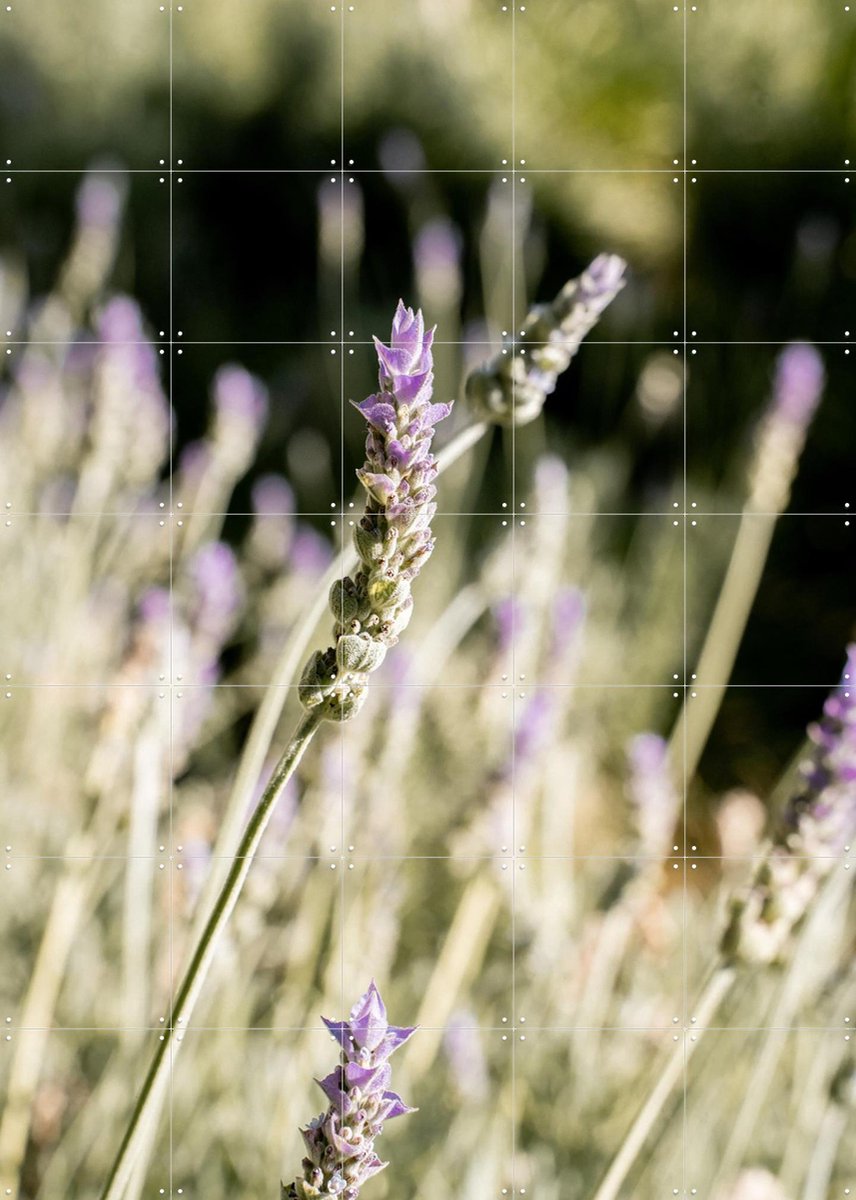 IXXI Lavender Fields, Henrike Schenk - 100 x 140 cm - Gratis ophangtool - Grote wanddecoratie en posters - Fotografie, Naturalisme, Eetkamer