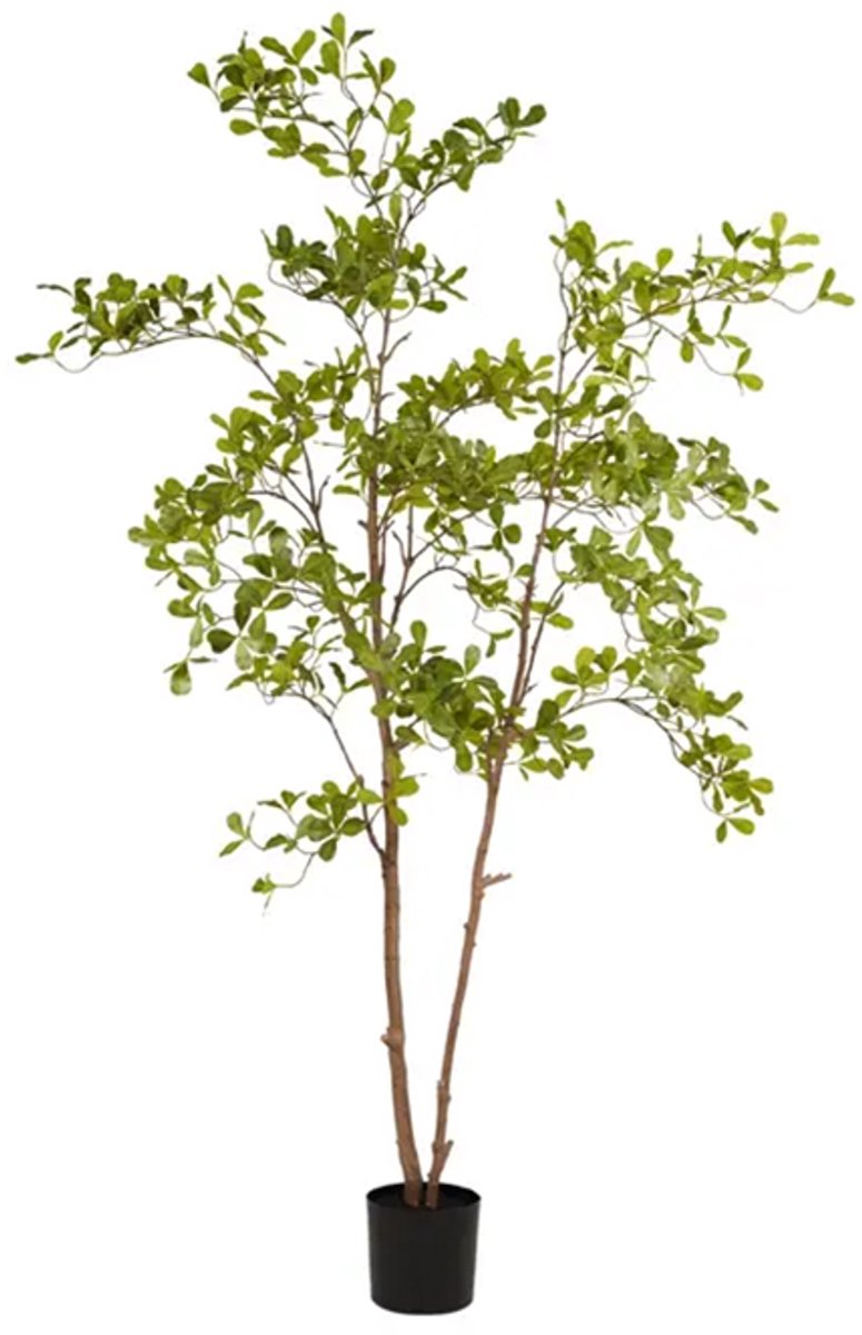 Emerald Eternal Green B.V. Indische amandelboom in pot l110cm groen