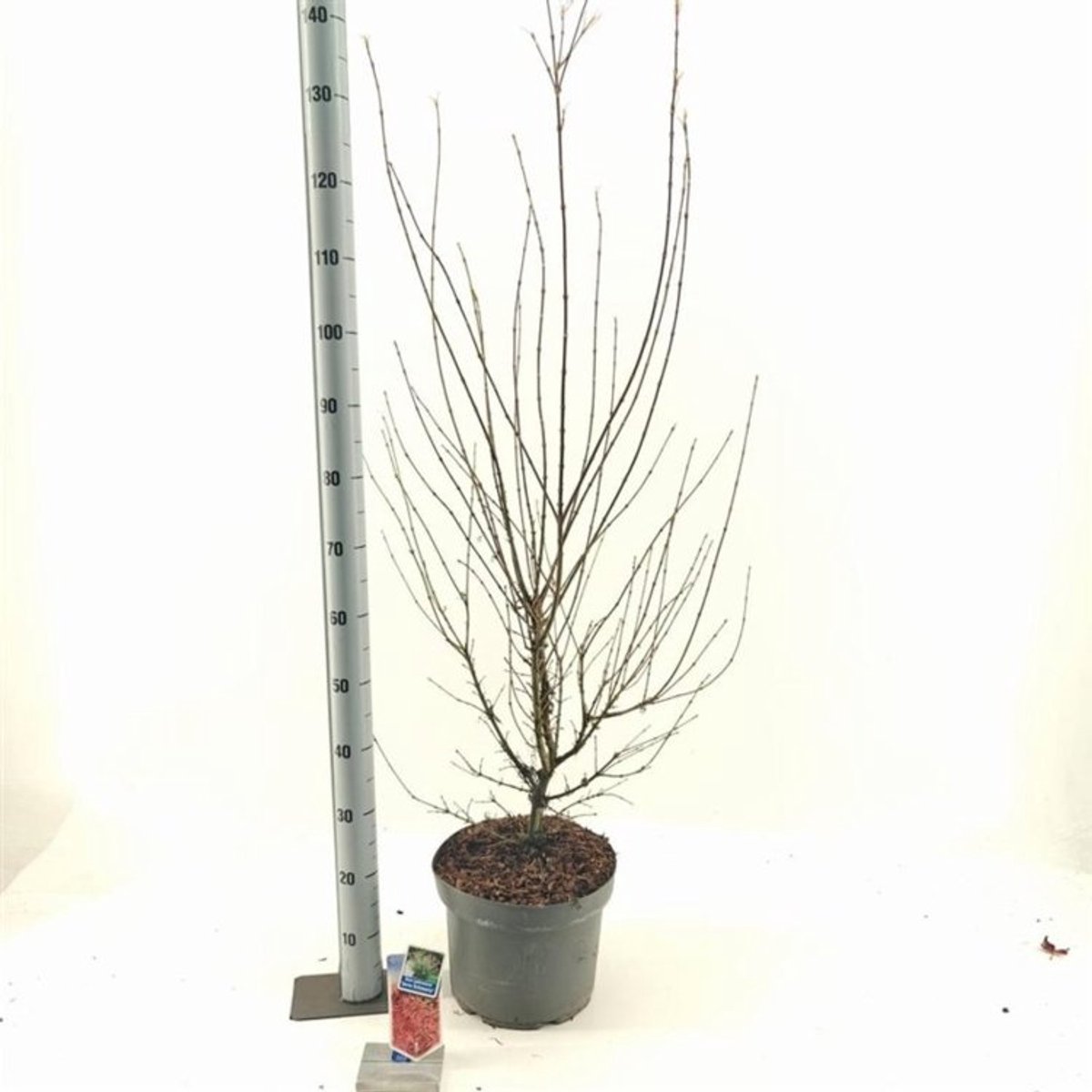Plants Online BV - Planten - Tuinplanten - Heesters - Set van 1 - Acer palmatum 'Jerre Schwartz'