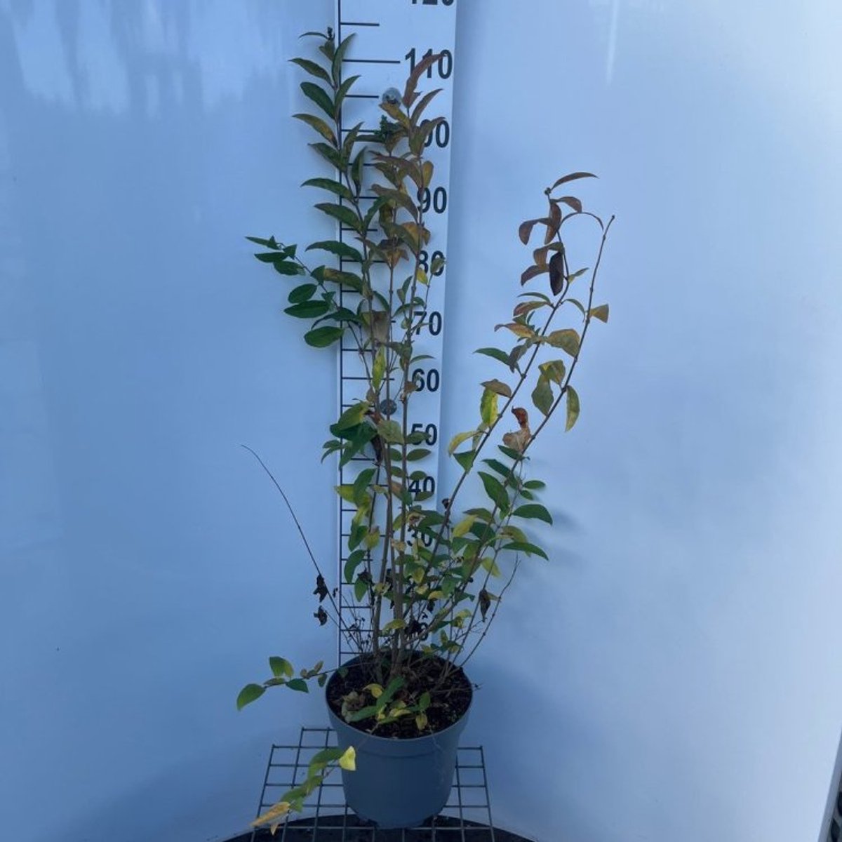Plants Online BV - Planten - Tuinplanten - Heesters - Set van 1 - Ligustrum tschonoskii 'Little Thomas'