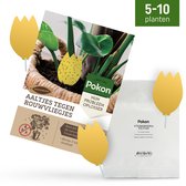 Pokon Mijn Probleem Oplosser tegen rouwvliegjes: 5-10 planten, aaltjes met gele vangplaten.