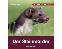 Alles over Steenmarters: Herkennen, Gedrag en Tips voor Natuurontdekking