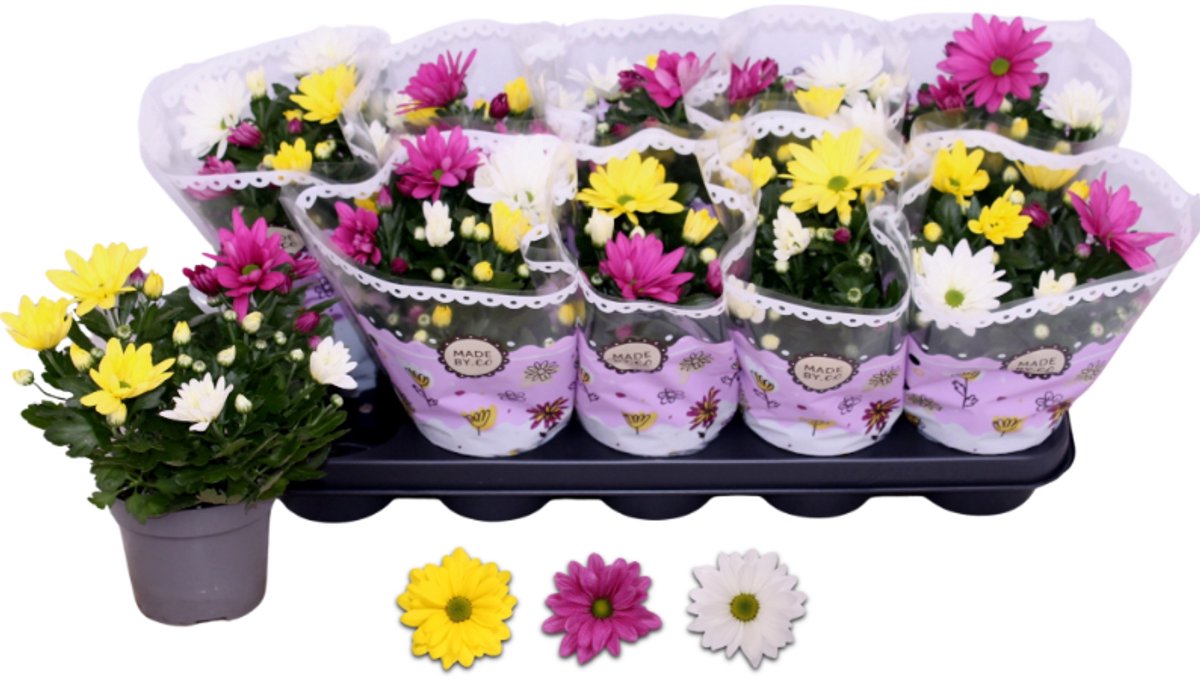JUNAVERA Chrysanthemum (herfstchrysant) | gemengde kleuren | 25 cm hoog | in 12 cm pot | per stuk