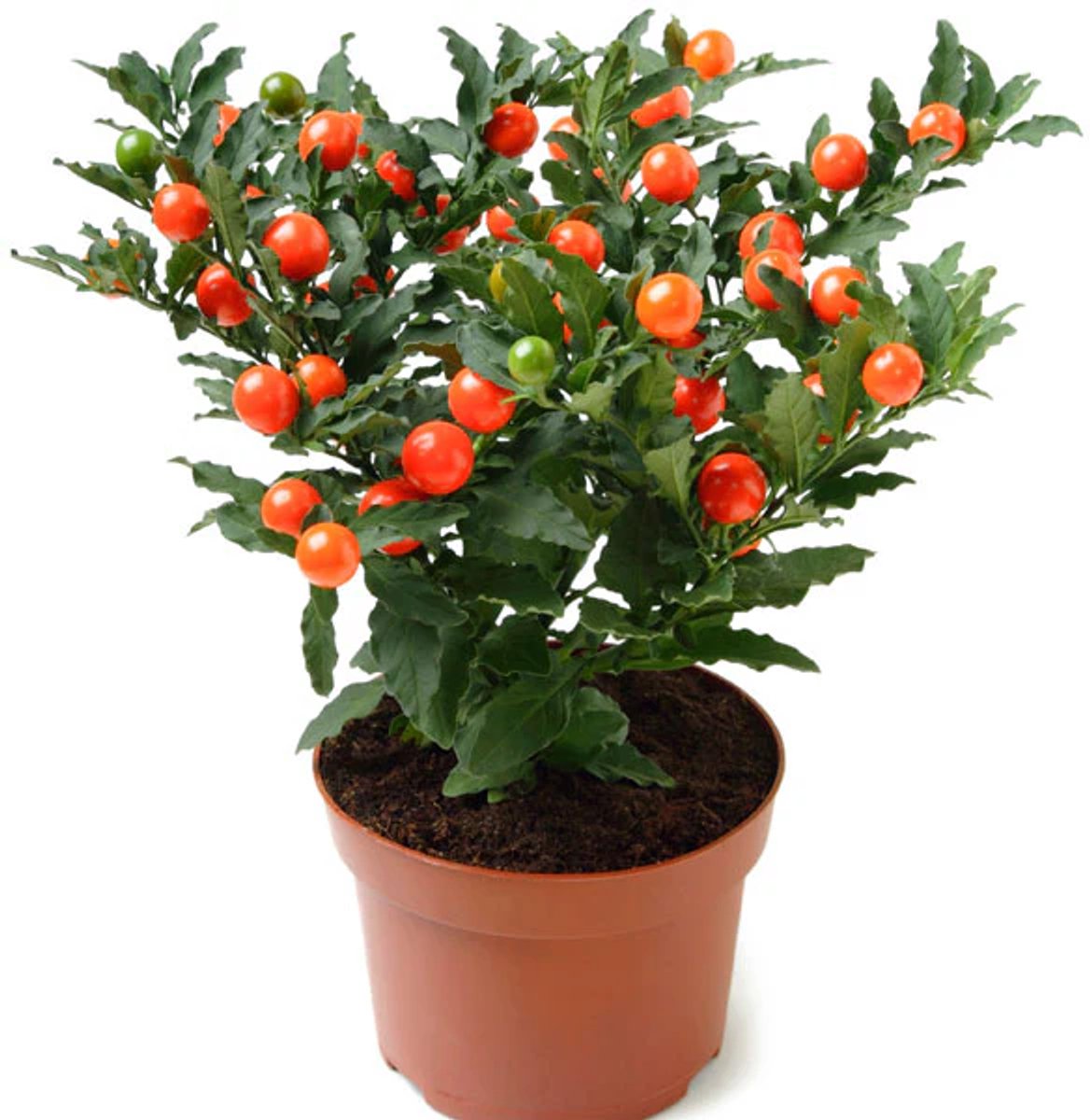 JUNAVERA Solanum pseudocapsicum (oranjeboompje) | 27 cm hoog | In 12 cm pot | Sierplant met oranje bessen