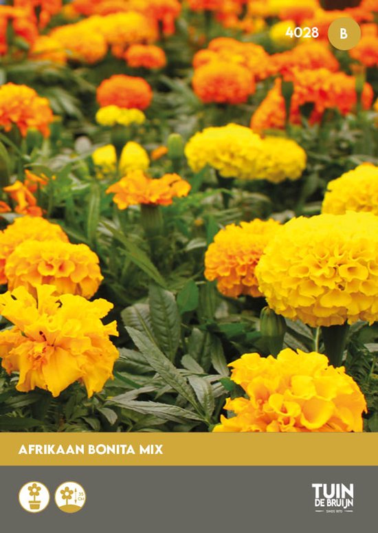 Afrikaantje Bonita Mix Zaden – Tagetes patula – Bloemzaden – Compacte Eenjarige Bloemen voor Border, Pot & Moestuin - Tuin de Bruijn® zaden