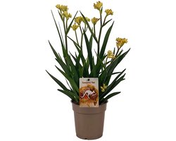 JUNAVERA Anigozanthos (kangoeroepoot) | 12 cm pot | 37 cm hoog