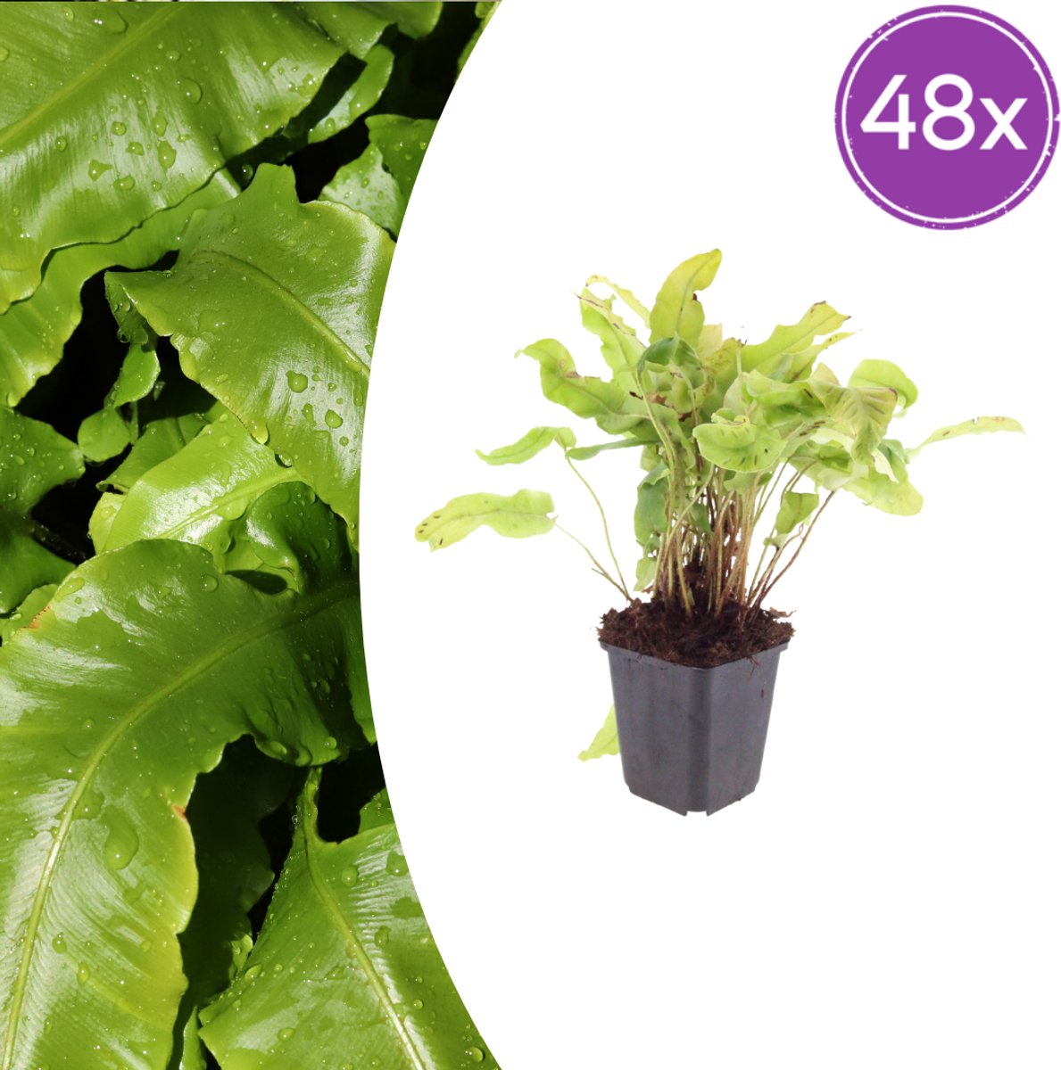 Tuinplantenshop.com | Asplenium scolopendrium | 48 stuks - Ø9cm - 10-25cm hoog - Tuinplant