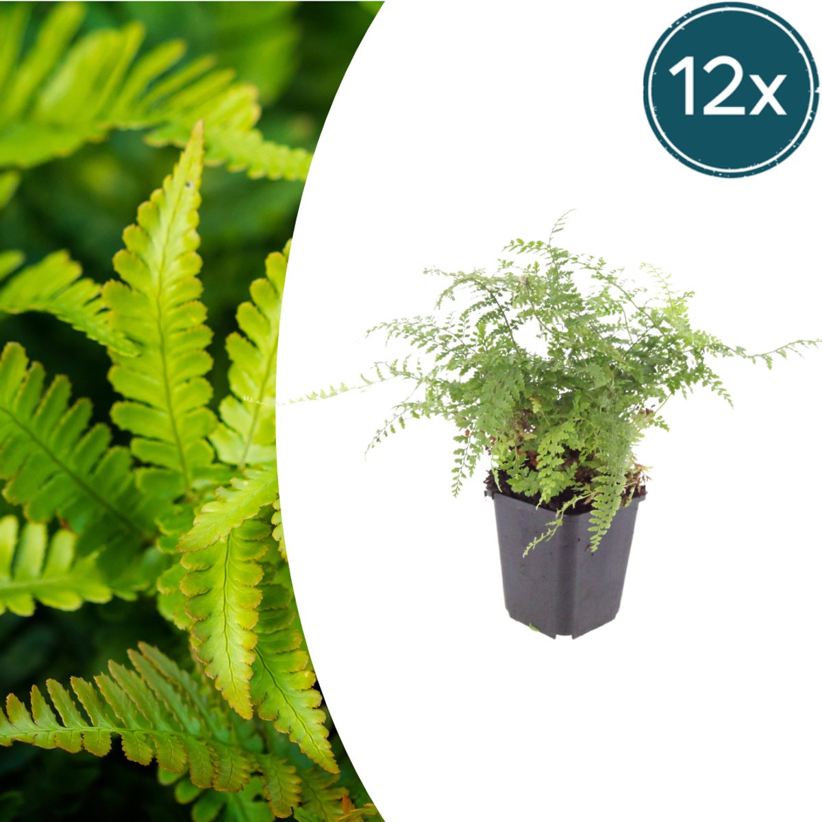 Tuinplantenshop.com | Polystichum set. 'Herrenhausen' | 12 stuks - Ø9cm - 10-25cm hoog - Tuinplant