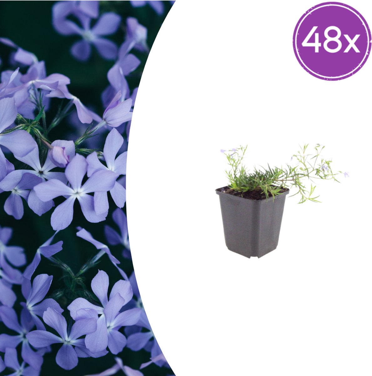 Tuinplantenshop.com | Phlox (S) 'Emerald Cushion Blue' | 48 stuks - Ø9cm - 10-25cm hoog - Tuinplant