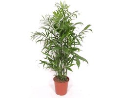 Chamaedorea Seifrizii Bamboepalm binnen - ca. 140 cm - Grote Kantoorplant - Ø24 cm