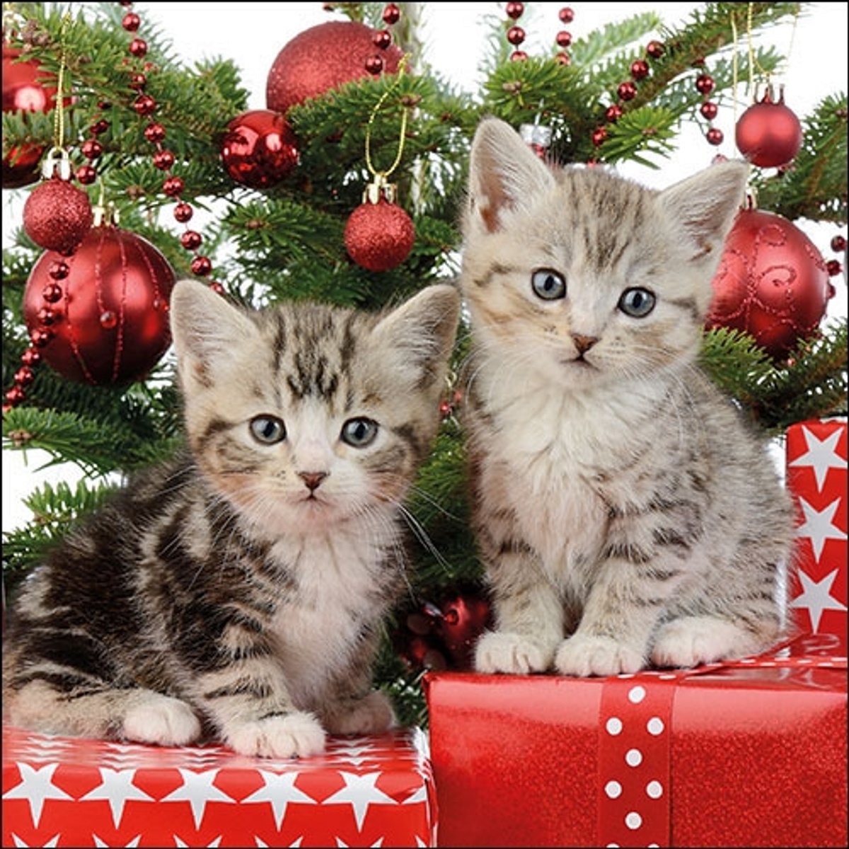 Ambiente - Lunch servetten - Christmas Kitten
