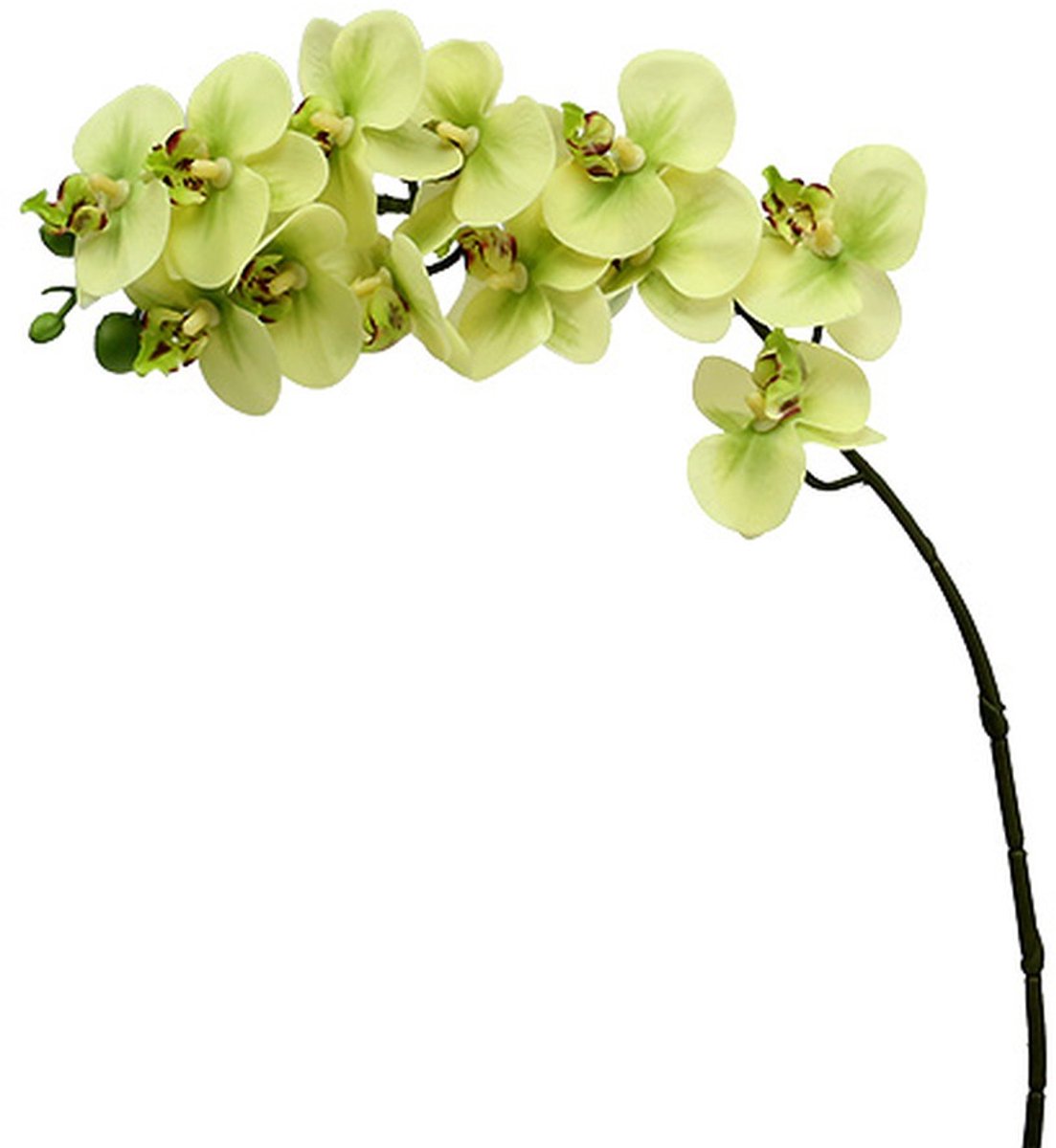 Orchideeëntak, lichtgroen, L58cm