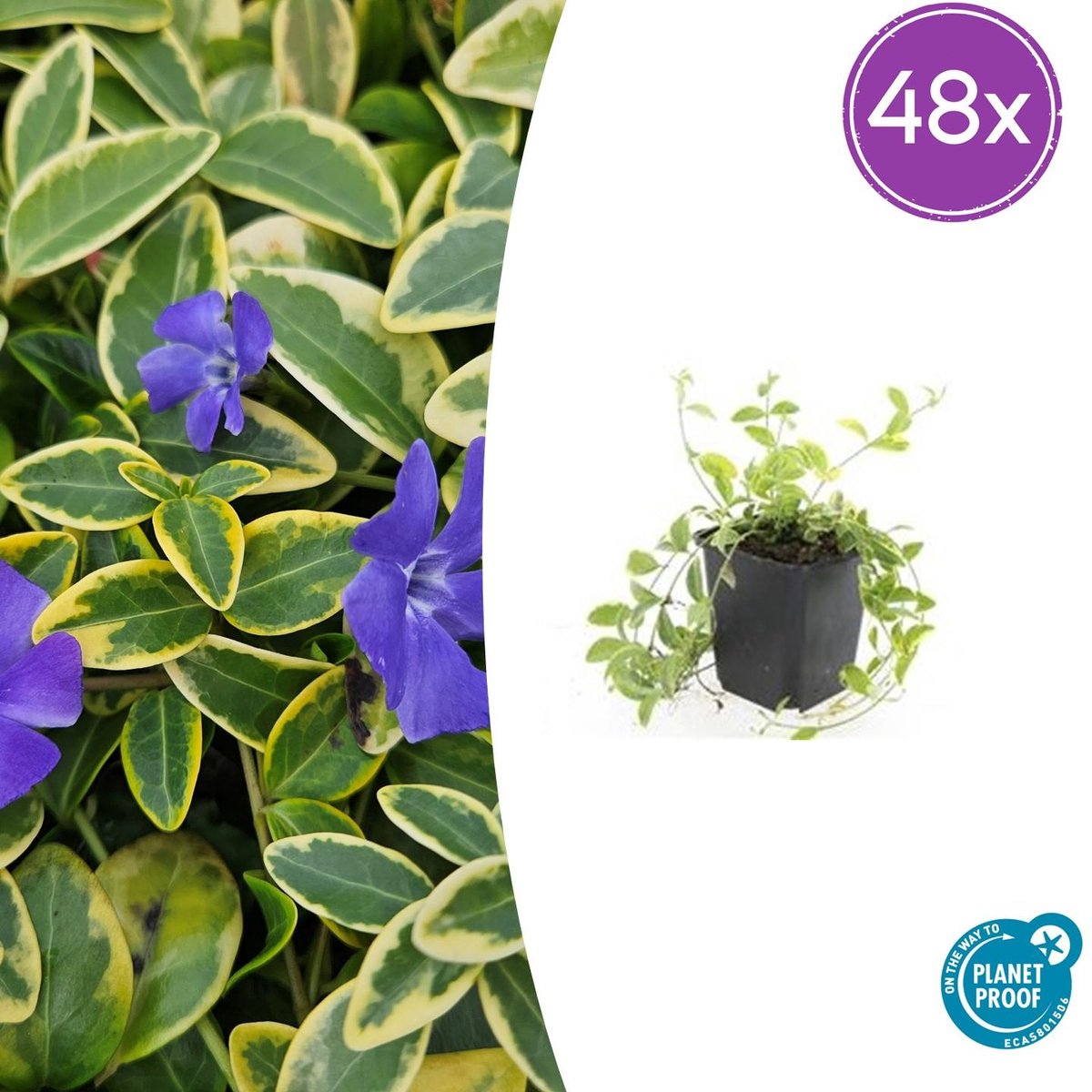 40 Stuks Maagdenpalm, Blad met een GoudGele Rand met Paarse Bloemen, Vinca minor Aureovariegata - 10-25cm - Ø9cm