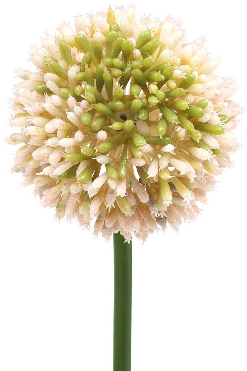 Viana Sier allium kunstroze / groen Ø8cm 58cm Veelkleurig