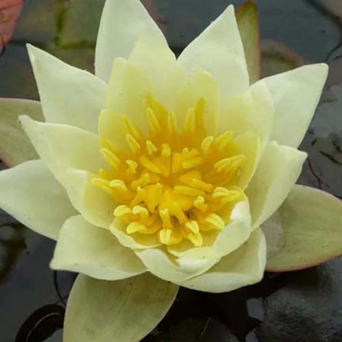Aquaflora Nymphaea Pygmea Helvola | Gele Dwerg Waterlelie | Losse plant