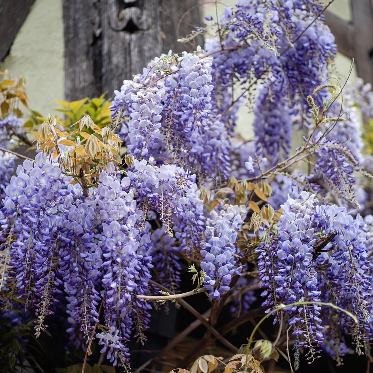 Wisteria floribunda 'Domino', Japanse blauwe regen, Hoogte 80-90cm, 2 liter pot