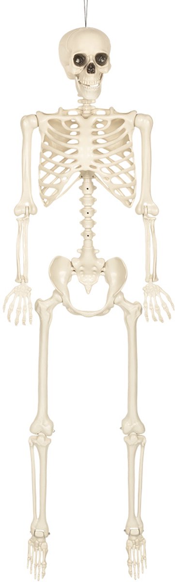 Boland - Decoratie Skelet skinny - Horror - Piraten - Spookhuis - Trick or Treat