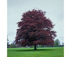 Plants Online BV - Planten - Set van 1 - Rode Beuk 'Atropunicea'