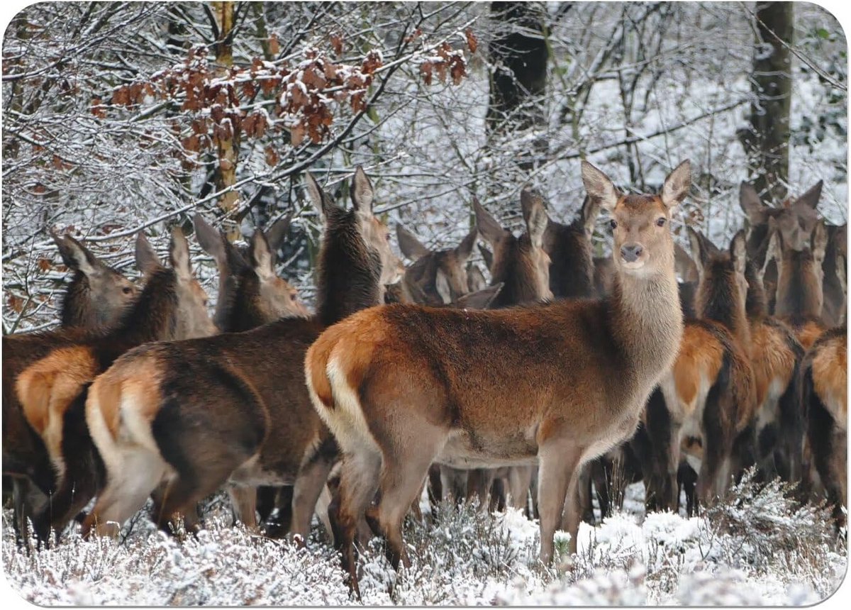 Set van 4 Grote Placemats Kurk Herten in Sneeuwbos Tafelbeschermers