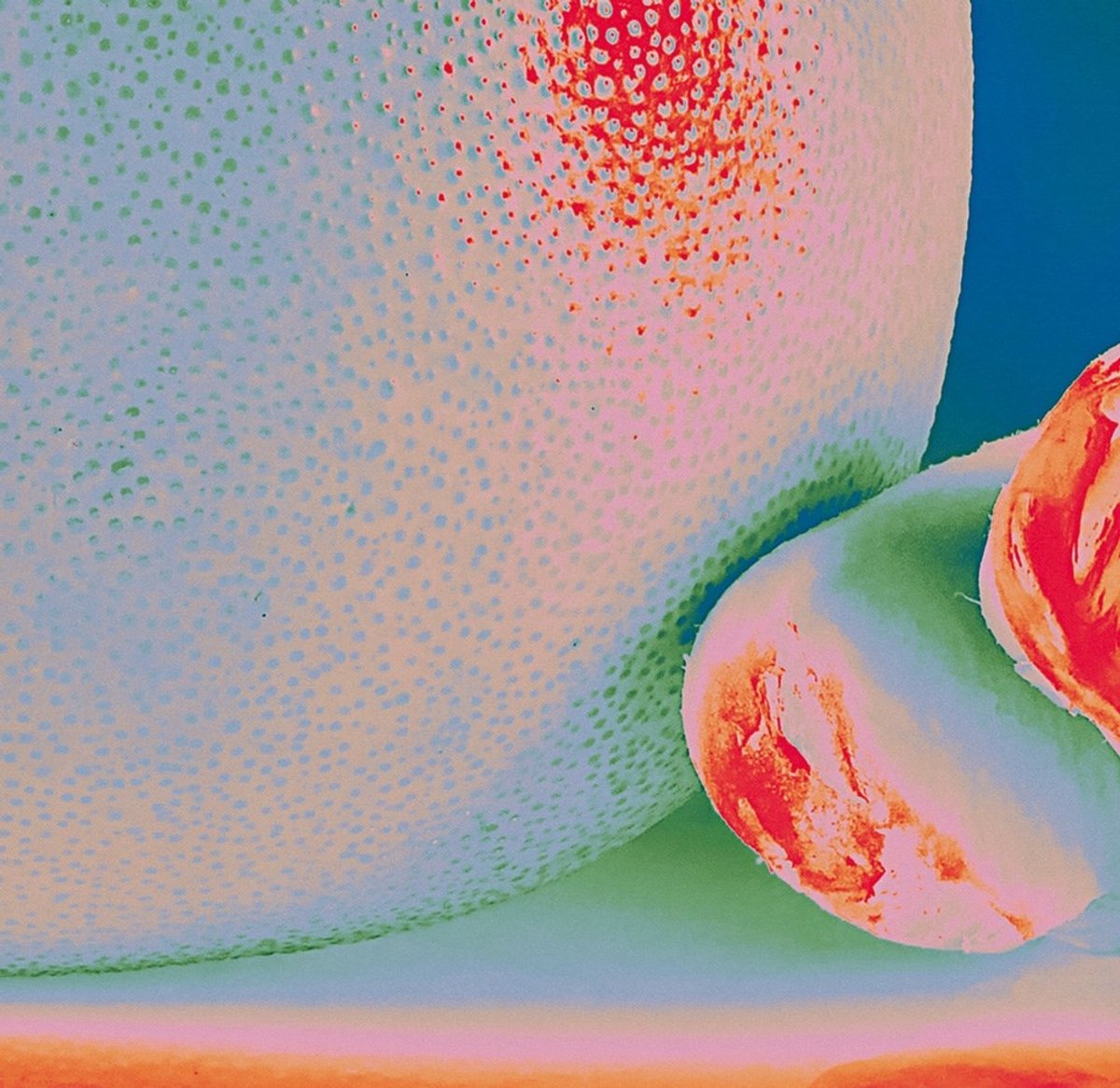 Citrus Citrus - Albedo Massima (LP)