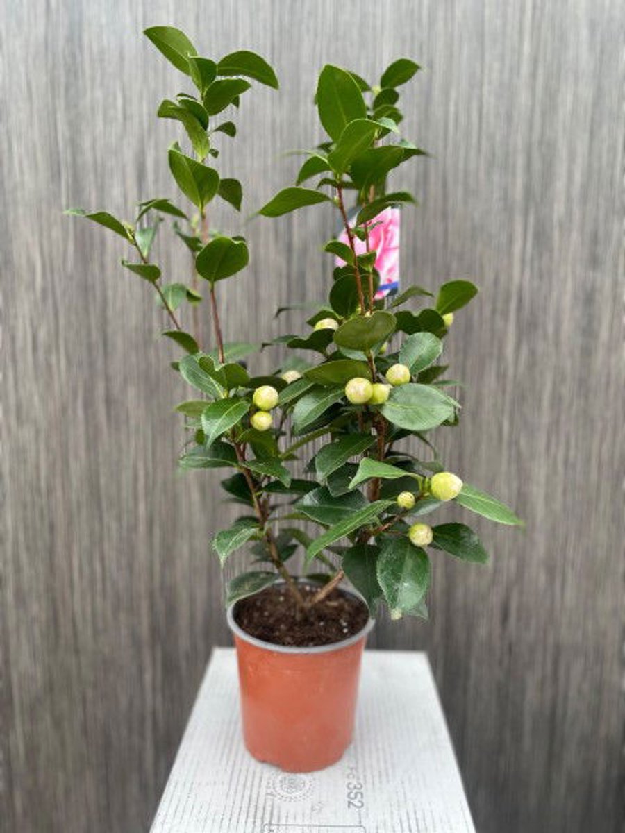 Oosterik home - Camelia Japonica