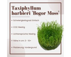 Levend Aquarium Mos in Kweekbak - Zuiver Waterplant Mos