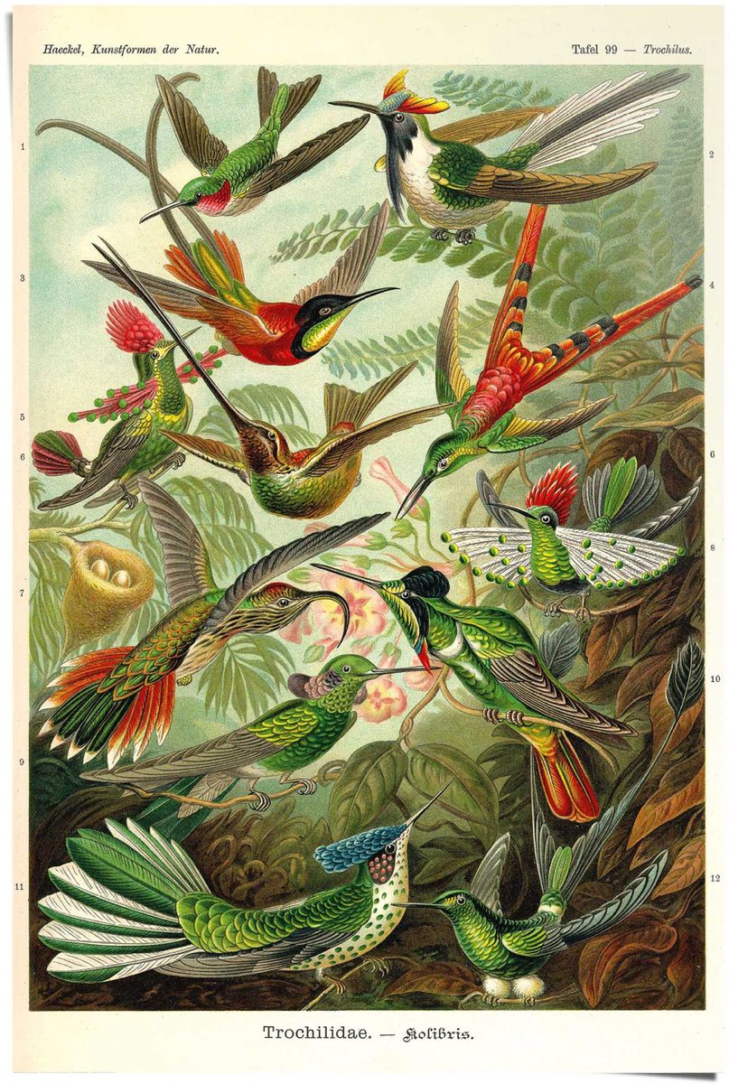 REINDERS Poster Ernst Haeckel - Beautiful Birds - 91,5 x 61 - Papier - REINDERS Bonte kleuren