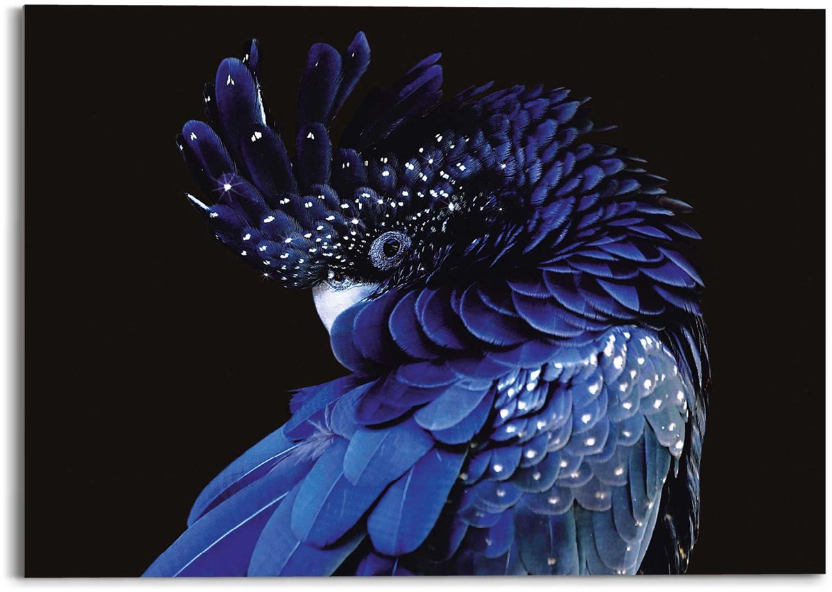 REINDERS Plexiglasschilderij Blauwe papegaai - 50 x 70 - Acrylglas - REINDERS