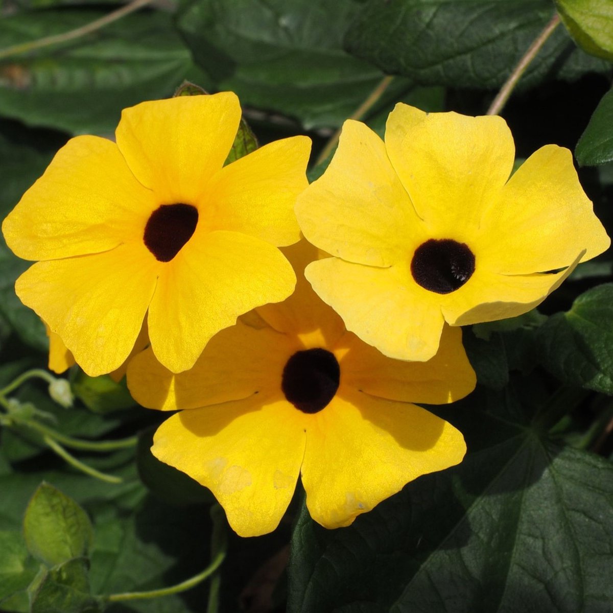 Suzanne-met-de-mooie-ogen Geel – Thunbergia alata - Bijen-Vlinders - Klimplant - Vaste planten