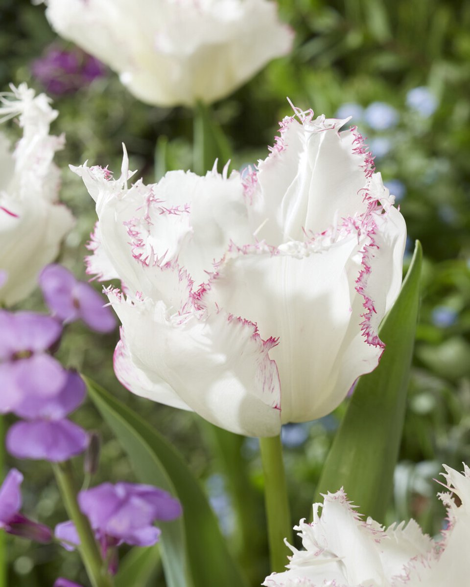 10x Tulpen 'Lady smile' - BULBi® Bloembollen met bloeigarantie