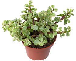 JUNAVERA Portulaca variegata terrariumplant | bonte vetplant | 5 cm pot | 18 cm hoog
