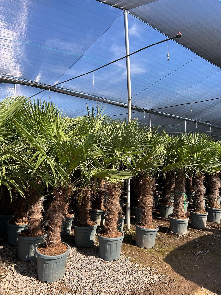Sunny Tree - Palmboom - Trachycarpus fortunei - Winterharde Palmboom voor buiten - Hoogte: 220 cm
