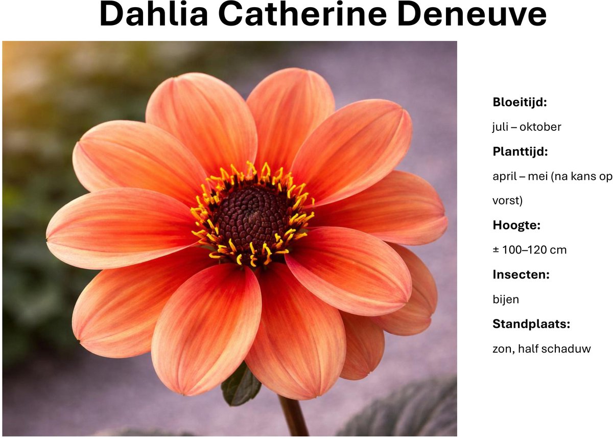Dahlia knollen - Catherine Deneuve - Abrikoos Roze Dahlia - 3 knollen