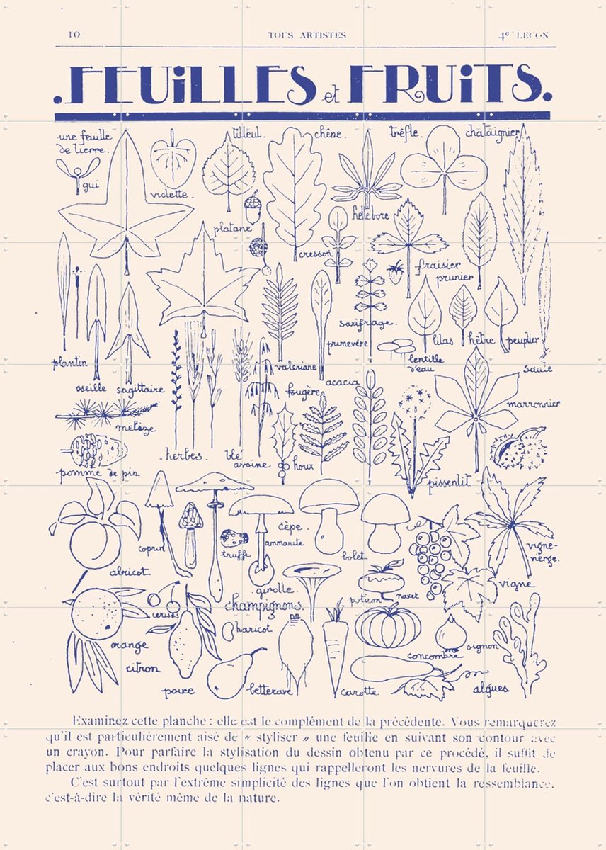 IXXI Feuilles et Fruits, Aster Edition - 100 x 140 cm - Gratis ophangtool - Grote wanddecoratie en posters - Vintage, Illustraties, Line art