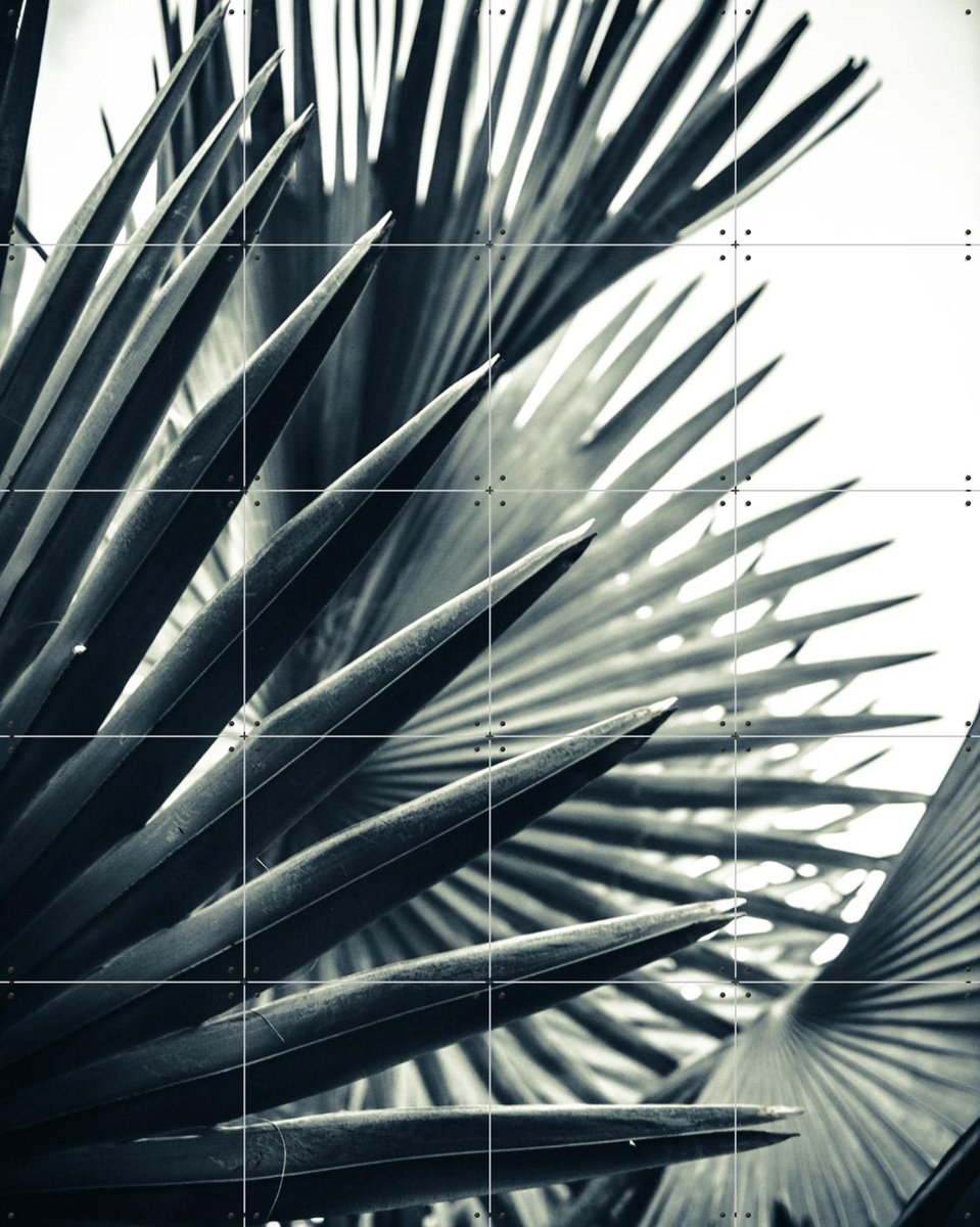 IXXI Palm Shade 2, Chris Abatzis - 80 x 100 cm - Gratis ophangtool - Grote wanddecoratie en posters - Fotografie, Slaapkamer, Badkamer, Woonkamer