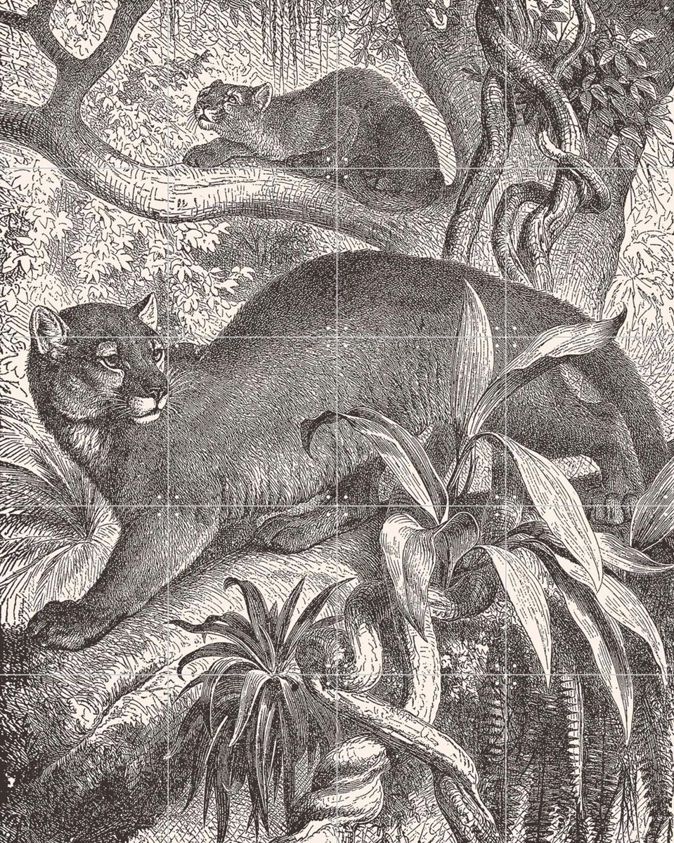 IXXI Puma and baby puma, Aster Edition - 80 x 100 cm - Gratis ophangtool - Grote wanddecoratie en posters - Illustraties, Vintage, Houtsnede