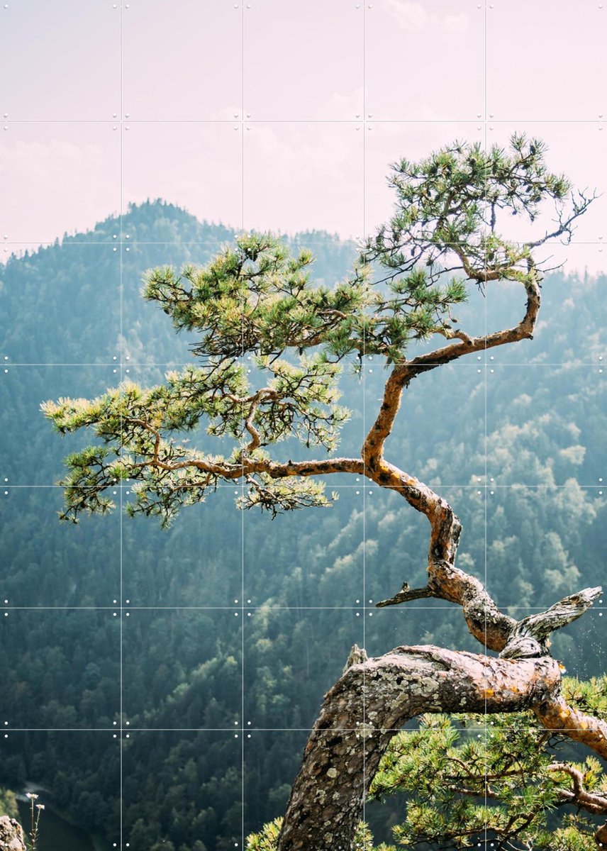 IXXI Sokolica Pine Tree, Pati Photography - 100 x 140 cm - Gratis ophangtool - Grote wanddecoratie en posters - Naturalisme, Fotografie, Woonkamer