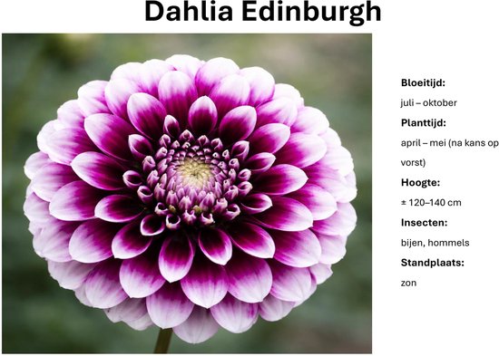 Dahlia Edinburgh knollen - paars-wit - 10 stuks