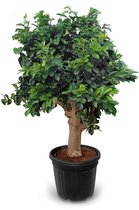 Limoenboom kopen? | Hoge kwaliteit bij Sunny Tree Limoenboom kopen? | Hoge kwaliteit bij Sunny Tree
