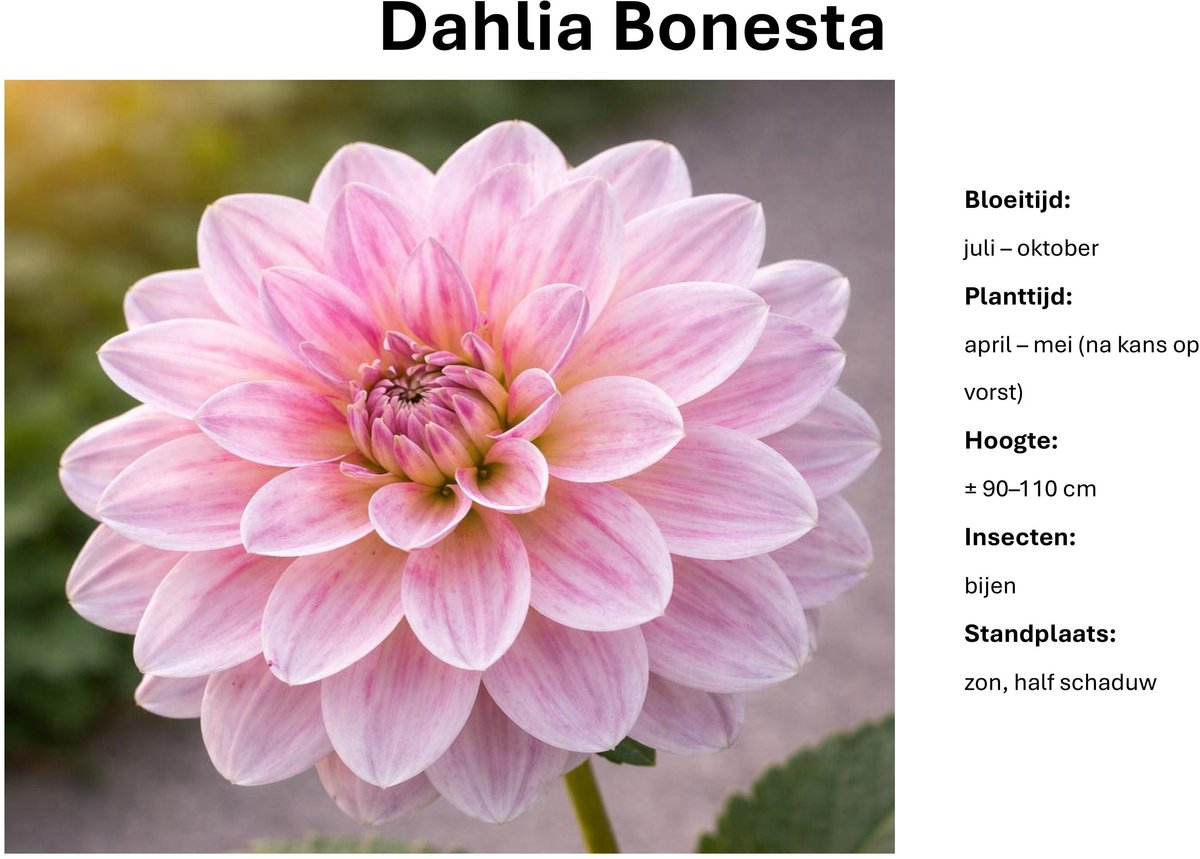 Dahlia knollen - Bonesta - Perzik Roze Dahlia - 3 knollen