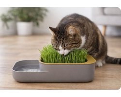 Kattengras kweekset inclusief zaadjes | Geen aarde nodig | Hydrocultuur kattengras kit | Hervulbaar | Waterbak functie