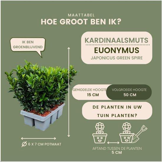 48 Groene Haagplanten voor Smalle, Dichte Groene Haag - Buxus Vervanger — afbeelding 5