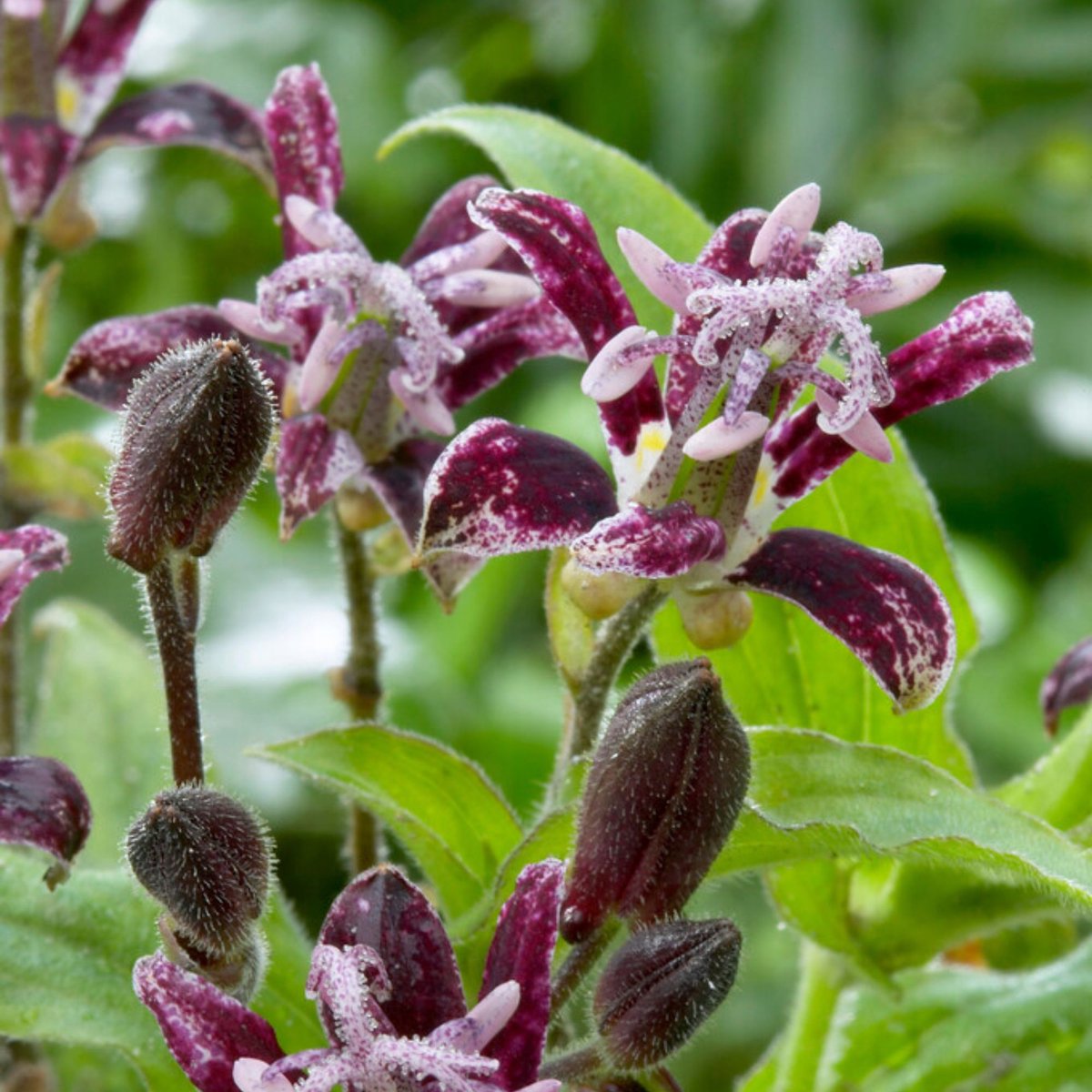 Tricyrtis Raspberry Mousse – Paddenlelie - Zomerbollen - bloeit in Oktober / Juni / Juli / Augustus / September