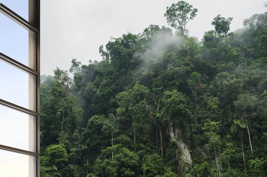 Vliesbehang Fotobehang - Fotobehang Mystieke Amazonewoud Dierenrijk Behang - 250x100 centimeter
