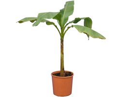 Bloomique - Musa basjoo - Tuinbanaan - Japanse Vezelbanaan - Winterhard - Balkonplanten - Tuinplanten - 100-110 cm Hoogte - Pot 26cm