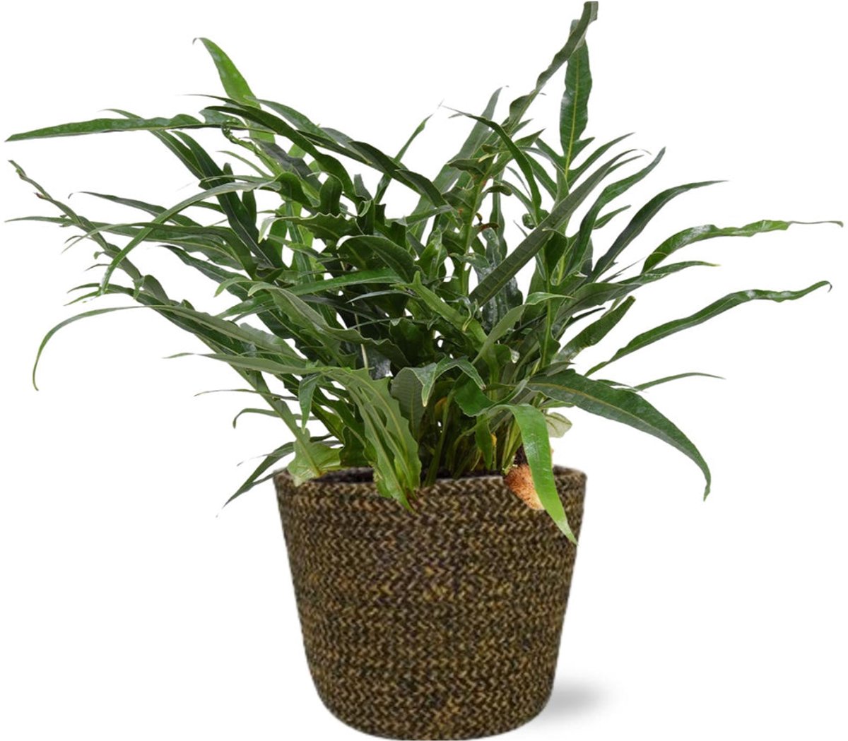 Varenplant Aglaomorpha Coronans