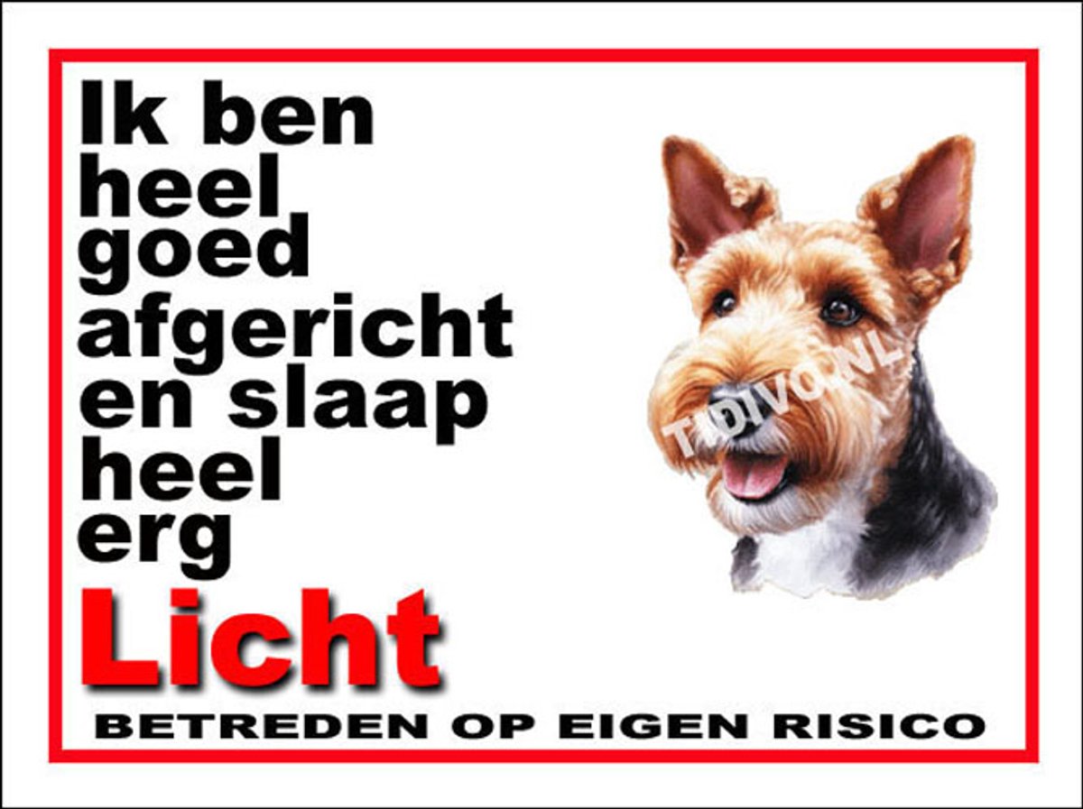 Welsh Terrier 4