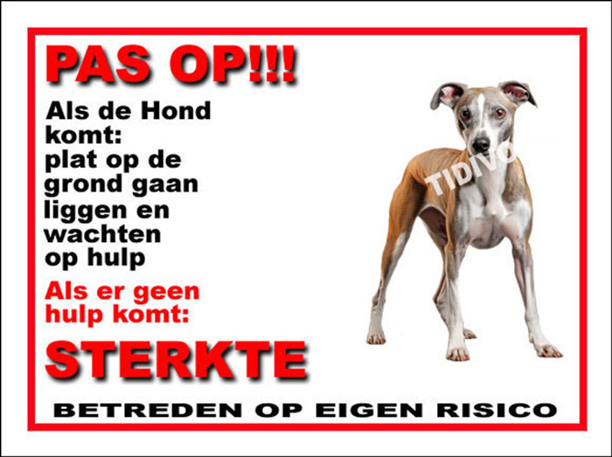 Whippet 12