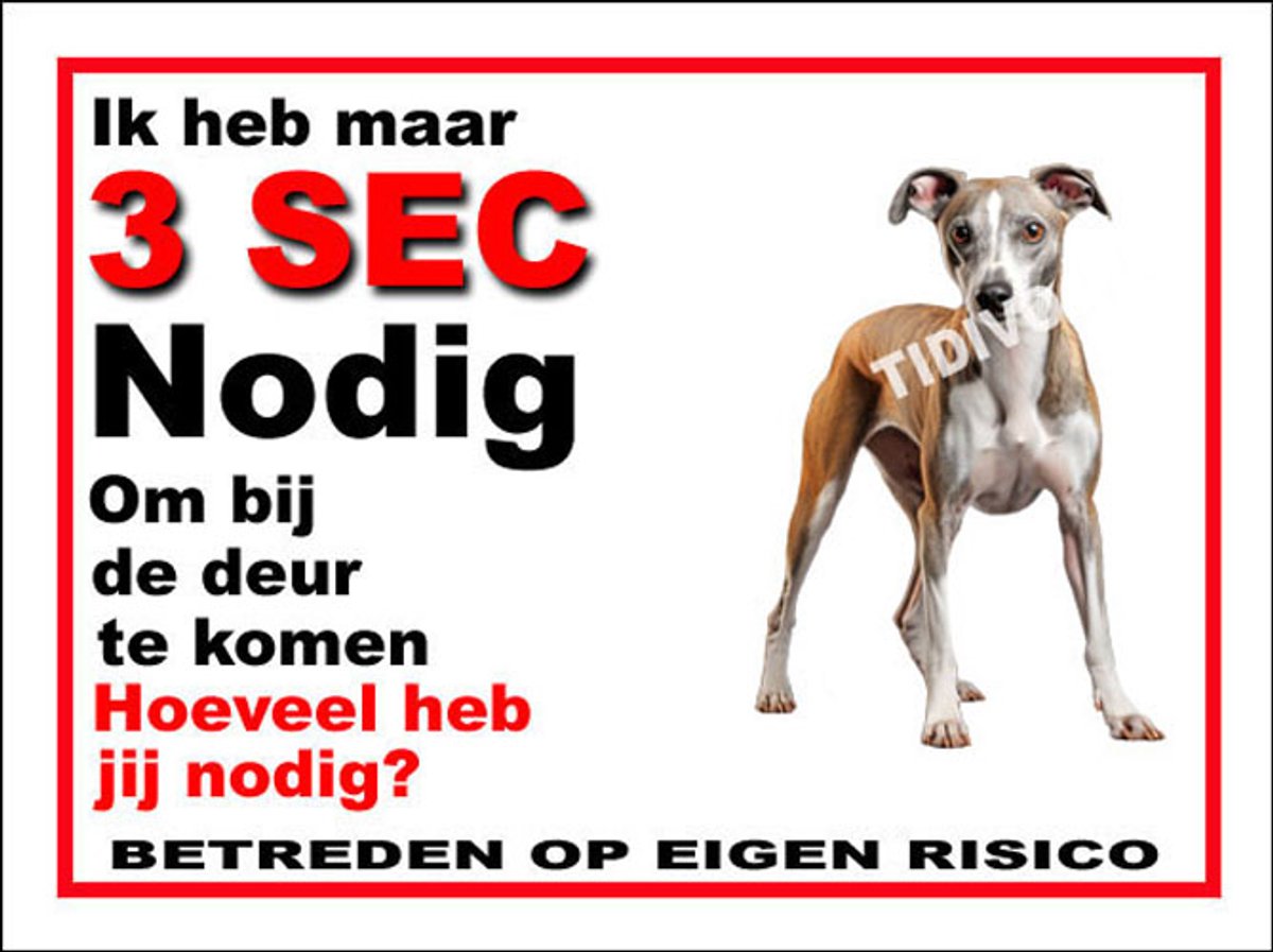 Whippet 6